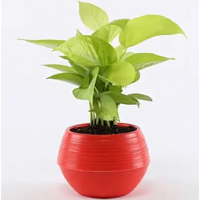 Golden Money Plant In Red Pot